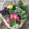 Green and flowering plants in an attractive basket, seasonal.