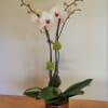 Two Phalaenopsis  in a ceramic pot arrangement 