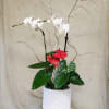 White Orchid &amp; Red Anthurium plants in a white ceramic pot. 