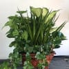 The &ldquo;Ivy &amp; Tropical Plants&rdquo; are a beautiful mixed tropical plant set