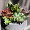 A colorful assortment of succulents of varying shapes and sizes. Presented in