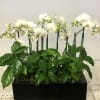Mini white orchids greens and wooden vase 