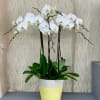 Long beautiful white orchids