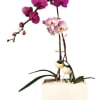 A spectacle of beauty, this arrangement of live Phalaenopsis orchids is a