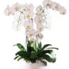 The Flawless Orchids arrangement offers a beauty that your special recipient will