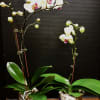 Florist choice of color and container will vary. one orchid only shows