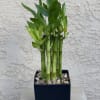 Living bamboo in black or white container with river rocks. 