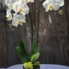 2 spike premium orchid in a black circled vase and bright green