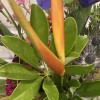This gorgeous tropical arrangement will suit any special occasion or event if