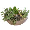 Locally Grown succulent planter in a concrete planter. A nice variety of