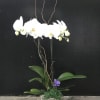 Double stemmed white orchid in a drawer box