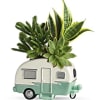 Retro camper with beautiful succulents.