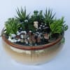 A unique selection of succulents and rock succulents in a nice ceramic