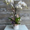 A gorgeously displayed white Phalo orchid complimented with artificial succulents and dusted