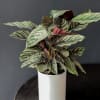 Calathea Plant in ceramic vase