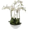 These four stem phalaenopsis orchids are easy to maintain in home, office