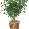 Benjamin Fig Tree Plant, Basket or Pot with Liner.