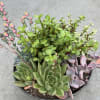 Sometimes you&#039;re just not feeling flowers. A potted succulent is a beautiful