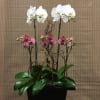 Live Plants. White orchids mixed with a beautiful soft bright color decorated