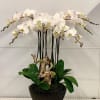 Beautiful grand orchid arrangement arranged in a black vase and a manzanita