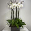 Wooden vase white orchids. Orchid blooms can vary tight buds to open