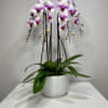 Pink and white orchids in white vase. Orchid color is subject to
