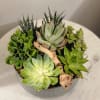 Succulents are popular due to their variety and unpretentiousness. We will help
