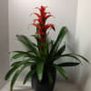 This bromeliad plant will brighten any occasion! 