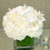 &quot;White Designers Choice has the dimensions of: a base of 6&quot;&quot;, a