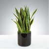 A large sized Snake Plant in a modern pot. Snake Plants are