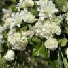 A stunning contemporary spray of Rose Lilies, Roses &amp; Hydrangea.