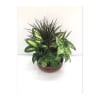 Assortment of seasonal plants in a ceramic dish garden.
Approx. 25&#039;&#039;H x 18&#039;&#039;W

Plants