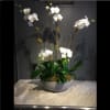 Combination of regular and mini orchid plants in one container
