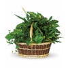 This impressive garden of indoor plants will be a warm welcome to