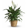 Known for its indoor beauty and ability to clear the air of