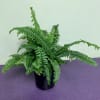 Boston Fern plants are one of the most popular fern plants around.