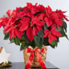 Poinsettia plant