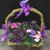 African Violets in a basket