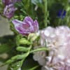 Hydrangeas, Snap Dragons, Tulips, Roses 
