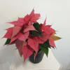 Beautiful colorful Poinsettia blooming plants 4&quot; and 10&quot;  tall in Red