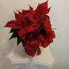 Beautiful colorful Poinsettia blooming plants 4&quot; and 10&quot;  tall in Red