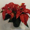 Beautiful colorful Poinsettia blooming plants 4&quot; and 10&quot;  tall in Red