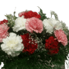 Assorted Carnations express timeless care as they are known as a long