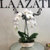 Graceful and exotic, the white orchid has symbolized integrity, nobility, and luxury