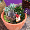 Mixture of succulents planted in a clay pot with decorative rocks and