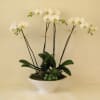 Two double stem orchids in white or black container
decorated with suculents.