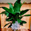 Customers custom choice of flowers or plants for sympathy