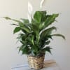 Medium  size peace Lily
In a wicker basket 