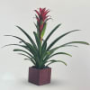 Bromeliad Beauty by Grand Floral Events