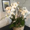 Basket of 5 white phalenopsis with curly willow, moss and polished stones
